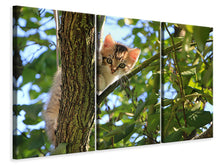 Laden Sie das Bild in den Galerie-Viewer, Leinwandbild 3-teilig Süsses Katzen Kind