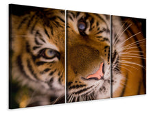 Laden Sie das Bild in den Galerie-Viewer, Leinwandbild 3-teilig Tiger Gesicht