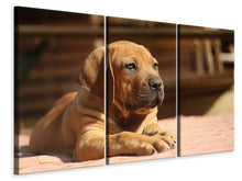 Laden Sie das Bild in den Galerie-Viewer, Leinwandbild 3-teilig Trauriger Hundeblick
