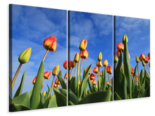 Laden Sie das Bild in den Galerie-Viewer, Leinwandbild 3-teilig Tulpen ragen zum Himmel
