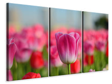 Laden Sie das Bild in den Galerie-Viewer, Leinwandbild 3-teilig Tulpenfeld in rosa-rot