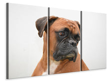 Laden Sie das Bild in den Galerie-Viewer, Leinwandbild 3-teilig Typisch Boxer