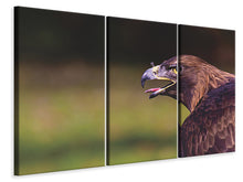 Laden Sie das Bild in den Galerie-Viewer, Leinwandbild 3-teilig Wachsamer Adler