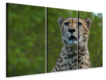 Laden Sie das Bild in den Galerie-Viewer, Leinwandbild 3-teilig Wachsamer Gepard
