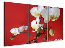 Laden Sie das Bild in den Galerie-Viewer, Leinwandbild 3-teilig Weisse Orchideen auf roter Wand