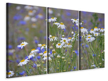 Laden Sie das Bild in den Galerie-Viewer, Leinwandbild 3-teilig Wilde Blumenwiese