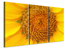 Laden Sie das Bild in den Galerie-Viewer, Leinwandbild 3-teilig Wunderschöne Knospen der Sonnenblume
