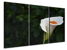 Laden Sie das Bild in den Galerie-Viewer, Leinwandbild 3-teilig XL Calla in weiss