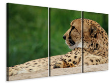 Laden Sie das Bild in den Galerie-Viewer, Leinwandbild 3-teilig XL Gepard