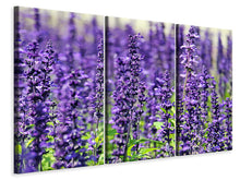 Laden Sie das Bild in den Galerie-Viewer, Leinwandbild 3-teilig XL Lavendel