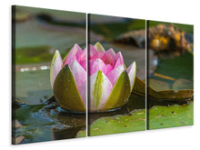 Laden Sie das Bild in den Galerie-Viewer, Leinwandbild 3-teilig XL Seerose in rosa