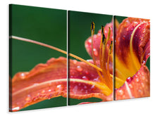 Laden Sie das Bild in den Galerie-Viewer, Leinwandbild 3-teilig XXL Lilie in orange