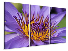 Laden Sie das Bild in den Galerie-Viewer, Leinwandbild 3-teilig XXL Seerose in lila