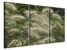 Laden Sie das Bild in den Galerie-Viewer, Leinwandbild 3-teilig Ziergrass im Wind