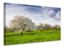 Laden Sie das Bild in den Galerie-Viewer, Leinwandbild Apfelbaum-Garten