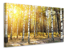 Laden Sie das Bild in den Galerie-Viewer, Leinwandbild Birkenwald