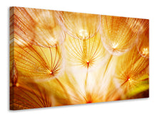 Laden Sie das Bild in den Galerie-Viewer, Leinwandbild Close Up Pusteblume im Licht