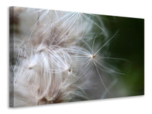 Laden Sie das Bild in den Galerie-Viewer, Leinwandbild Close up Blütenfasern