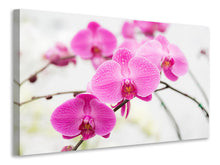 Laden Sie das Bild in den Galerie-Viewer, Leinwandbild Das Symbol der Orchidee
