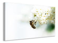 Laden Sie das Bild in den Galerie-Viewer, Leinwandbild Die Hummel und die Blüte