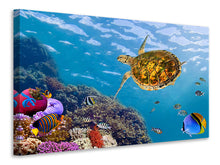Laden Sie das Bild in den Galerie-Viewer, Leinwandbild Die Wasserschildkröte