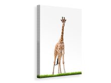 Laden Sie das Bild in den Galerie-Viewer, Leinwandbild Die lange Giraffe