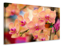 Laden Sie das Bild in den Galerie-Viewer, Leinwandbild Exotische Orchideen