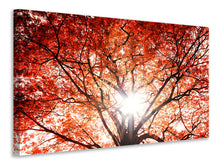 Laden Sie das Bild in den Galerie-Viewer, Leinwandbild Herbstlicht