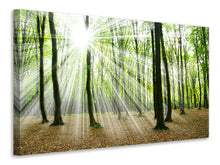 Laden Sie das Bild in den Galerie-Viewer, Leinwandbild Magisches Licht in den Bäumen