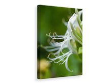 Laden Sie das Bild in den Galerie-Viewer, Leinwandbild Makro Blüte