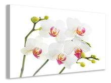 Laden Sie das Bild in den Galerie-Viewer, Leinwandbild Orchideenliebe
