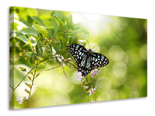 Laden Sie das Bild in den Galerie-Viewer, Leinwandbild Papilio Schmetterling XXL