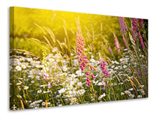 Laden Sie das Bild in den Galerie-Viewer, Leinwandbild Sommerliche Blumenwiese