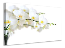 Laden Sie das Bild in den Galerie-Viewer, Leinwandbild Weisse Orchideen