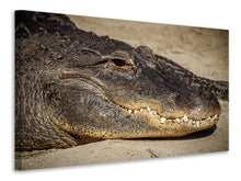 Laden Sie das Bild in den Galerie-Viewer, Leinwandbild Achtung Alligator !