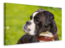 Laden Sie das Bild in den Galerie-Viewer, Leinwandbild Aufmerksamer Boxer