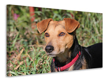 Laden Sie das Bild in den Galerie-Viewer, Leinwandbild Aufmerksamer Hund