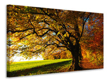 Laden Sie das Bild in den Galerie-Viewer, Leinwandbild Bäume im Herbst