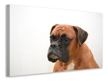 Laden Sie das Bild in den Galerie-Viewer, Leinwandbild Boxer - der Aufpasser