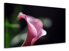 Laden Sie das Bild in den Galerie-Viewer, Leinwandbild Calla in lila