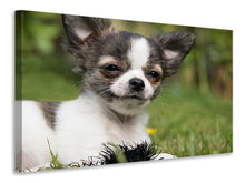 Laden Sie das Bild in den Galerie-Viewer, Leinwandbild Chihuahua zum Verlieben