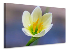 Laden Sie das Bild in den Galerie-Viewer, Leinwandbild Close up gelbe Blüte