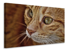 Laden Sie das Bild in den Galerie-Viewer, Leinwandbild Close up Katzenkopf
