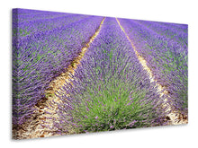 Laden Sie das Bild in den Galerie-Viewer, Leinwandbild Das Lavendel Feld