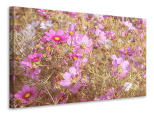 Laden Sie das Bild in den Galerie-Viewer, Leinwandbild Das Schmuckkörbchen Cosmea