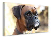 Laden Sie das Bild in den Galerie-Viewer, Leinwandbild Der Boxer Blick