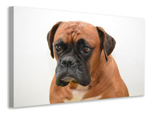 Laden Sie das Bild in den Galerie-Viewer, Leinwandbild Der Boxer