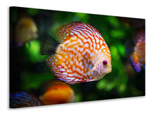 Laden Sie das Bild in den Galerie-Viewer, Leinwandbild Der Diskus Fisch