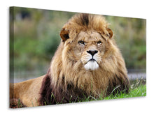 Laden Sie das Bild in den Galerie-Viewer, Leinwandbild Der König der Tiere