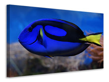 Laden Sie das Bild in den Galerie-Viewer, Leinwandbild Der Paletten-Doktorfisch
